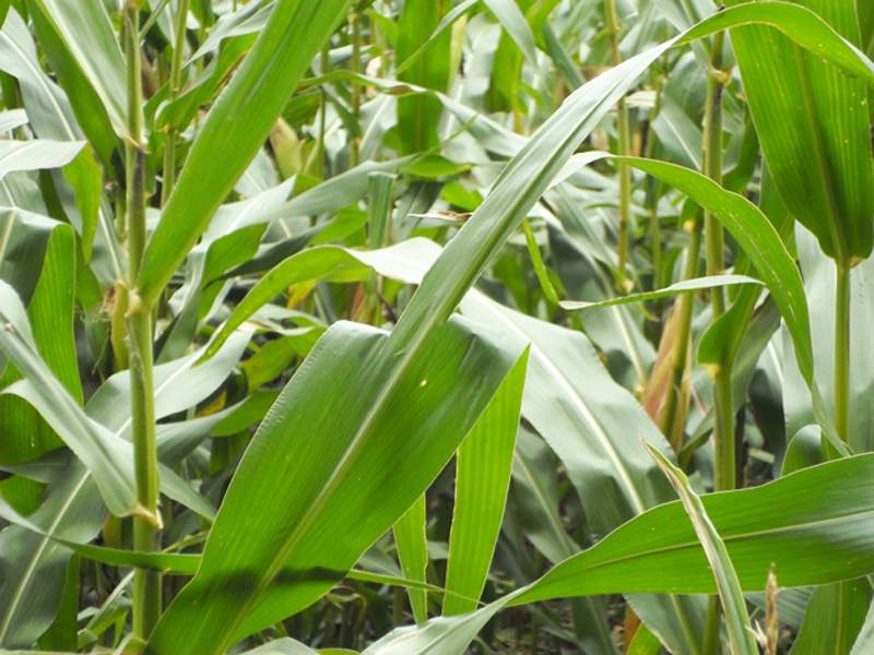 inch-lab-impression-corn-field1