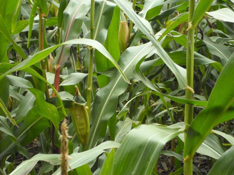 inch-lab-impression-corn-field2
