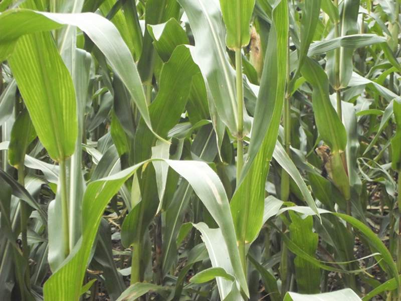 inch-lab-impression-corn-field4
